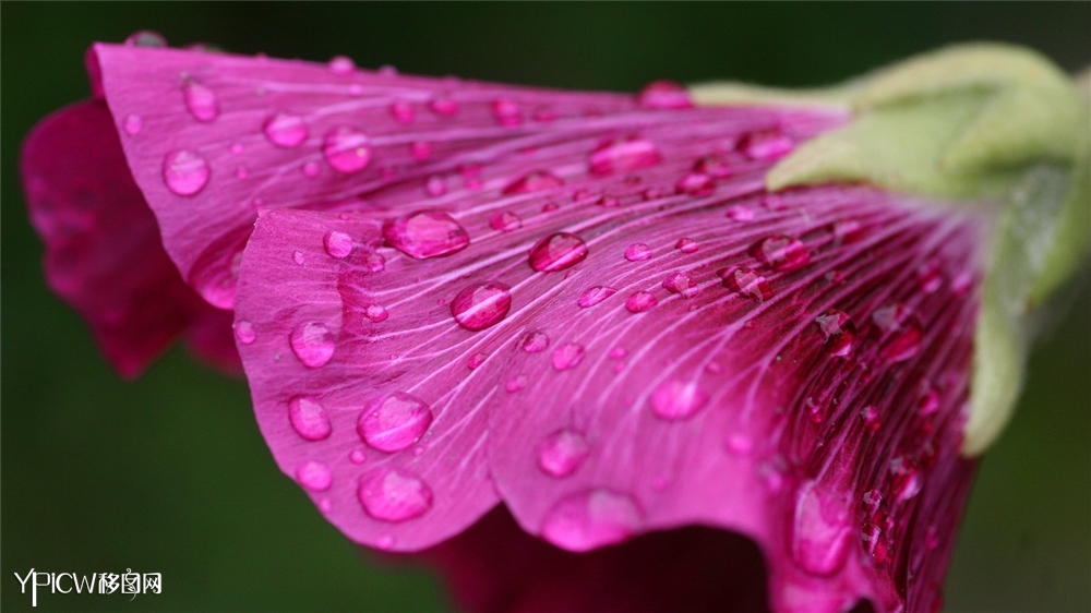 露珠花朵